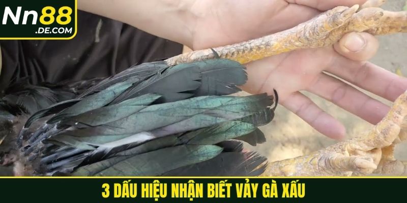 Cách Xem Vảy Gà Tốt Xấu Hiệu Quả Cho Người Mới 2025 3 Dấu hiệu nhận biết vảy gà xấu
