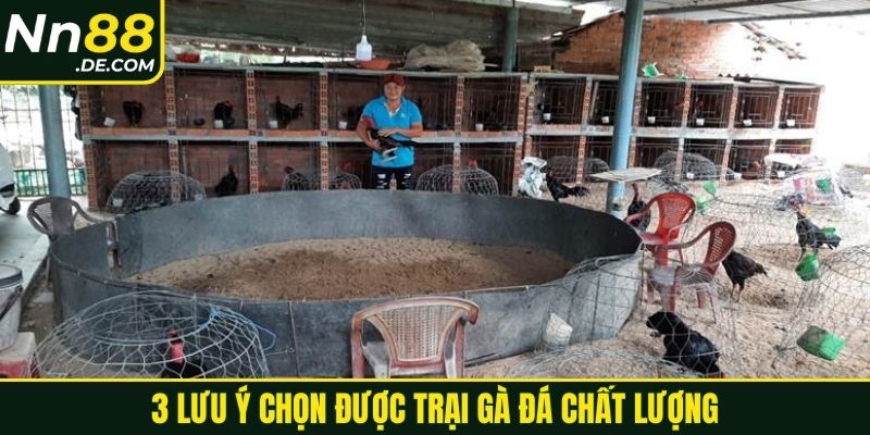 3 lưu ý chọn được trại gà đá chất lượng