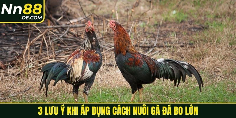 3 lưu ý khi áp dụng cách nuôi gà đá bo lớn
