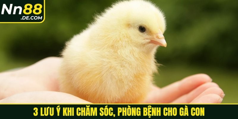 3 lưu ý khi chăm sóc, phòng bệnh cho gà con