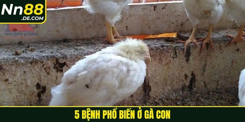 5 bệnh phổ biến ở gà con