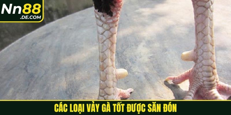 Cách Xem Vảy Gà Tốt Xấu Hiệu Quả Cho Người Mới 2025 Các loại vảy gà tốt được săn đón