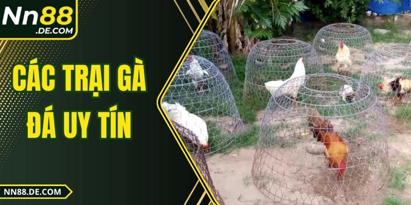 Các Trại Gà Đá Uy Tín| Top 6 Trại Kê Nổi Tiếng Nhất 2025 Các Trại Gà Đá Uy Tín| Top 6 Trại Kê Nổi Tiếng Nhất 2025