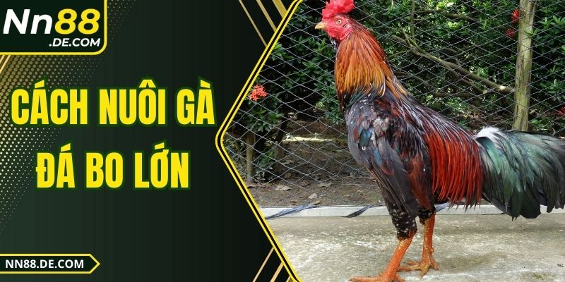 Cách Nuôi Gà Đá Bo Lớn Phát Triển Khỏe, Dũng Mãnh 2025 Cách Nuôi Gà Đá Bo Lớn Phát Triển Khỏe, Dũng Mãnh 2025