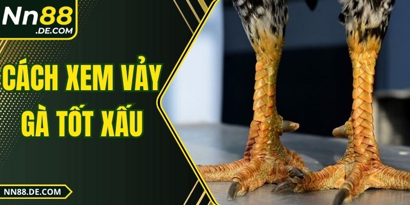 Cách Xem Vảy Gà Tốt Xấu Hiệu Quả Cho Người Mới 2025 Cách Xem Vảy Gà Tốt Xấu Hiệu Quả Cho Người Mới 2025
