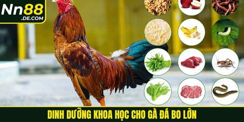 Dinh dưỡng khoa học cho gà đá bo lớn