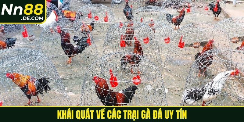 Khái quát về các trại gà đá uy tín