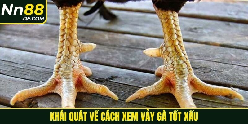 Cách Xem Vảy Gà Tốt Xấu Hiệu Quả Cho Người Mới 2025 Khái quát về cách xem vảy gà tốt xấu