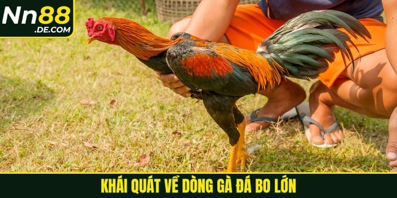 Khái quát về dòng gà đá bo lớn