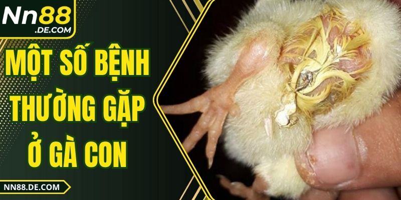 Một Số Bệnh Thường Gặp Ở Gà Con| Dấu Hiệu & Cách Điều Trị Một Số Bệnh Thường Gặp Ở Gà Con| Dấu Hiệu & Cách Điều Trị