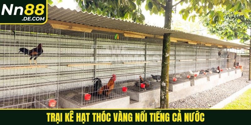 Trại kê Hạt Thóc Vàng nổi tiếng cả nước